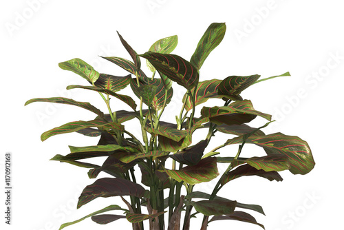 Calathea Erythroneura Plant isolated on transparent background. Calathea leaves isolated on White background. PNG Calathea plant isolated on transparent background. Calathea Ornamental House Plant PNG photo