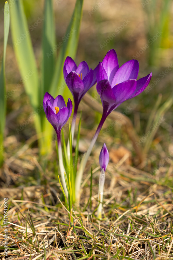 A bunch of blooming crocuses in the grass A bunch of blooming crocuses in the grass