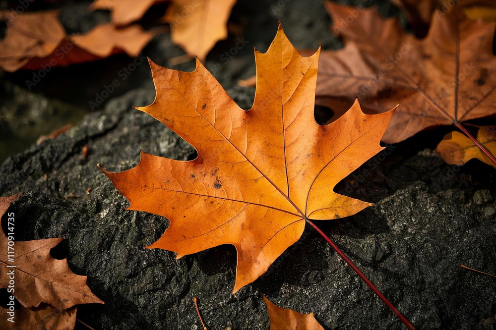 Maple leaf on the ground, Background from autumn fallen leaves closeup, Backgrounds wallpaper Maple leaf on the ground, Background from autumn fallen leaves closeup, Backgrounds wallpaper