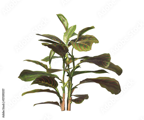 Calathea Erythroneura Plant isolated on transparent background. Calathea leaves isolated on White background. PNG Calathea plant isolated on transparent background. Calathea Ornamental House Plant PNG photo