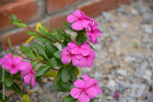 Catharanthus roseus blooms in August. Catharanthus roseus, bright eyes, Cape periwinkle, graveyard plant, Madagascar periwinkle, is a species of flowering plant in the family Apocynaceae. Rhodes photo