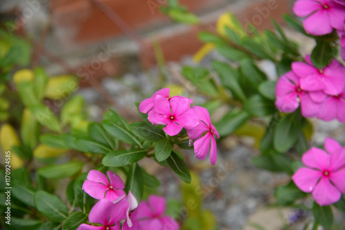 Catharanthus roseus blooms in August. Catharanthus roseus, bright eyes, Cape periwinkle, graveyard plant, Madagascar periwinkle, is a species of flowering plant in the family Apocynaceae. Rhodes photo