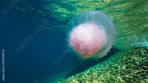 Artistic underwater photo of a pink Jellyfish in shallow waters.   photo