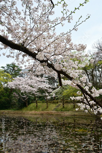 じゅんさい池公園の桜（新潟県） photo