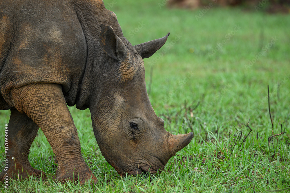 Fototapeta premium Close up of a juvenile white rhino grazing on green grass, Rietvlei Nature reserve, South Africa