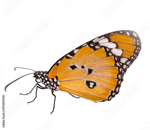 Yellow butterfly with black lines and white striped, clear black eyes, white background, clear and detailed image. Isolate on transparent background with clipping path, Night ghost butterfly, PNG File