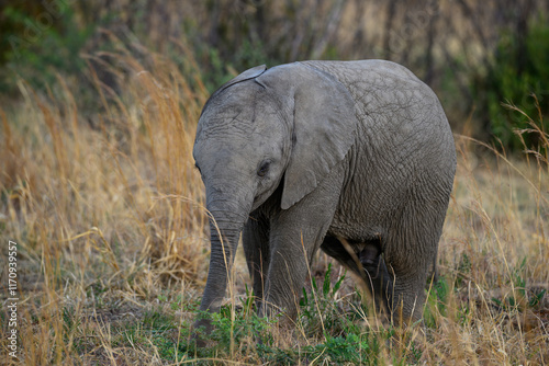 A young elephant calf standing, Pilanesberg National Park, South Africa