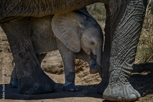A young elephant calf standing between the legs of an adult, Pilanesberg National Park, South Africa