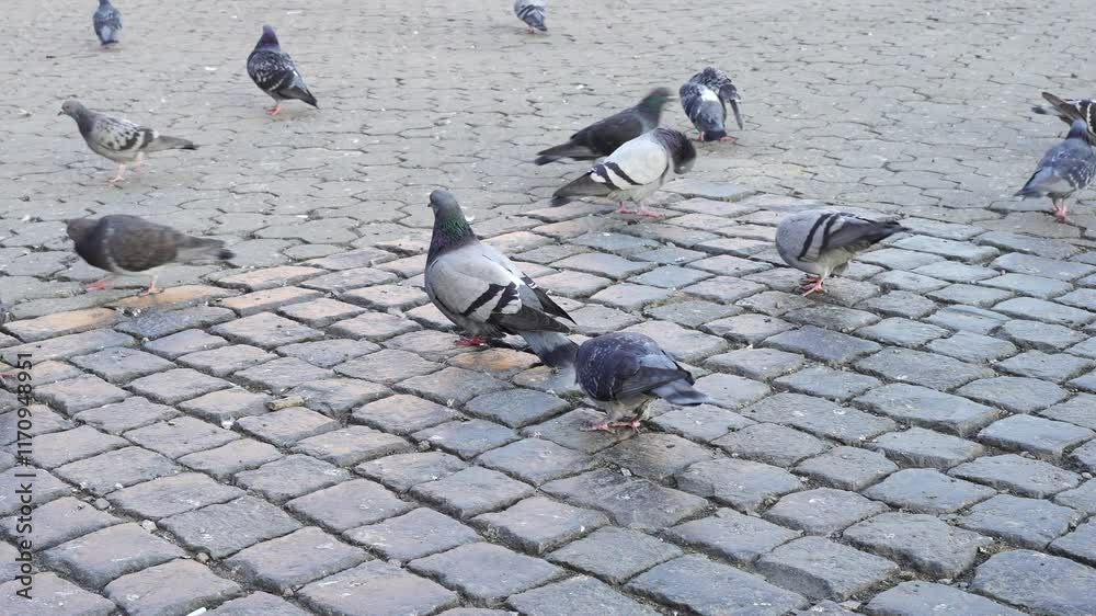 Flock of pigeons in the central square of the city Flock of pigeons in the central square of the city