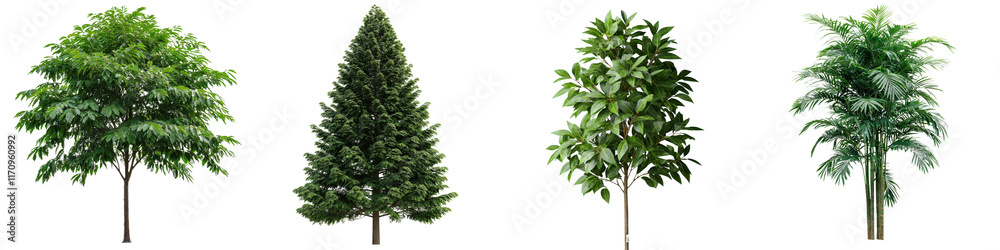 Assortment of diverse tall and short green trees with thick foliage growing in a natural forest landscape