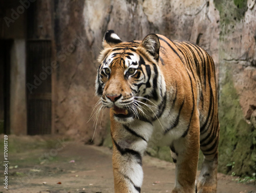 Close up shot of Indochinese Tiger or Panthera tigris corbetti. Coat is yellow to light orange with stripes ranging from dark brown to black photo