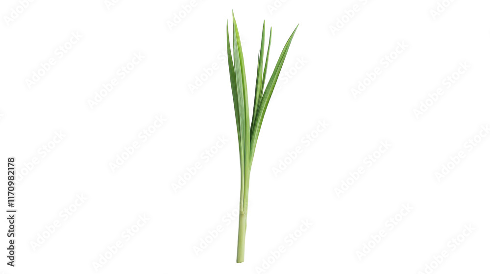 Fresh Lemongrass Stalk with Vibrant Green Leaves Perfect for Culinary and Aromatic Uses in Various Recipes and Herbal Remedies. Fresh Lemongrass Stalk with Vibrant Green Leaves Perfect for Culinary and Aromatic Uses in Various Recipes and Herbal Remedies.