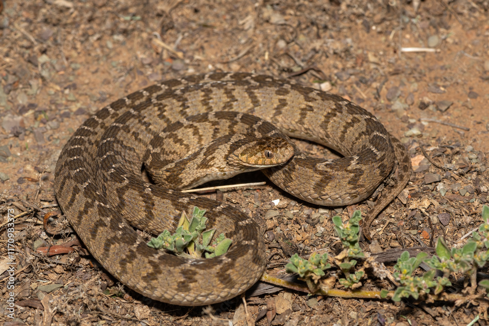 Obraz premium A defensive rhombic egg eater (Dasypeltis scabra), also known as a common egg eater, or egg-eating snake, in the wild