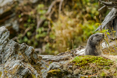 marmotte des Alpes avec de l'herbe dans dans sa geule