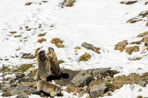 marmottes des alpes au sortir de l'hibernation près du terrier