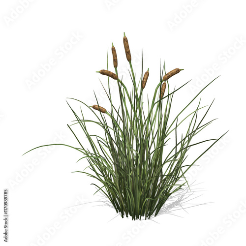 Cattail grass