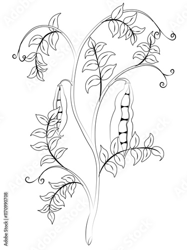 Fresh green pea stem with ripe pods black and white contour illustration
