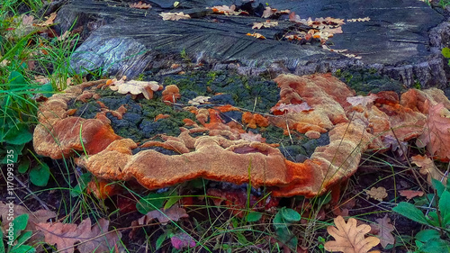 Phellinus robustus - saprophytic wood fungus on an old oak tree stump in a garden, Odessa photo