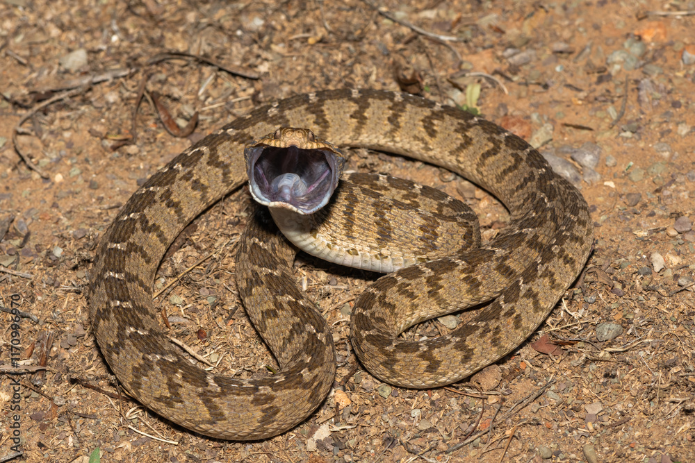 Obraz premium A defensive rhombic egg eater (Dasypeltis scabra), also known as a common egg eater, or egg-eating snake, in the wild