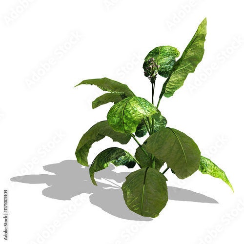 Tobacco plant growing from the ground up, tobacco leaves