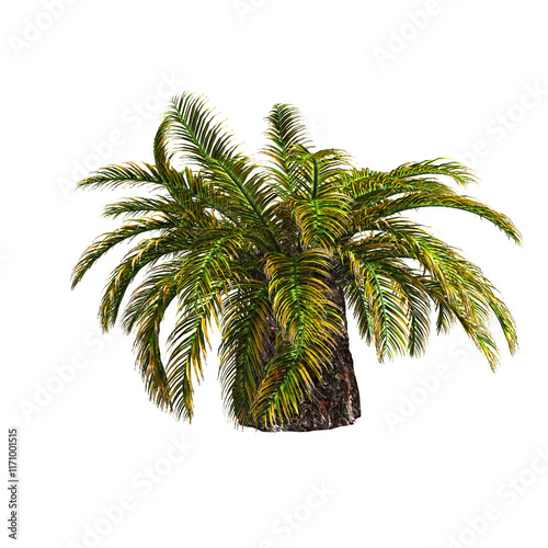 Sago palm tree