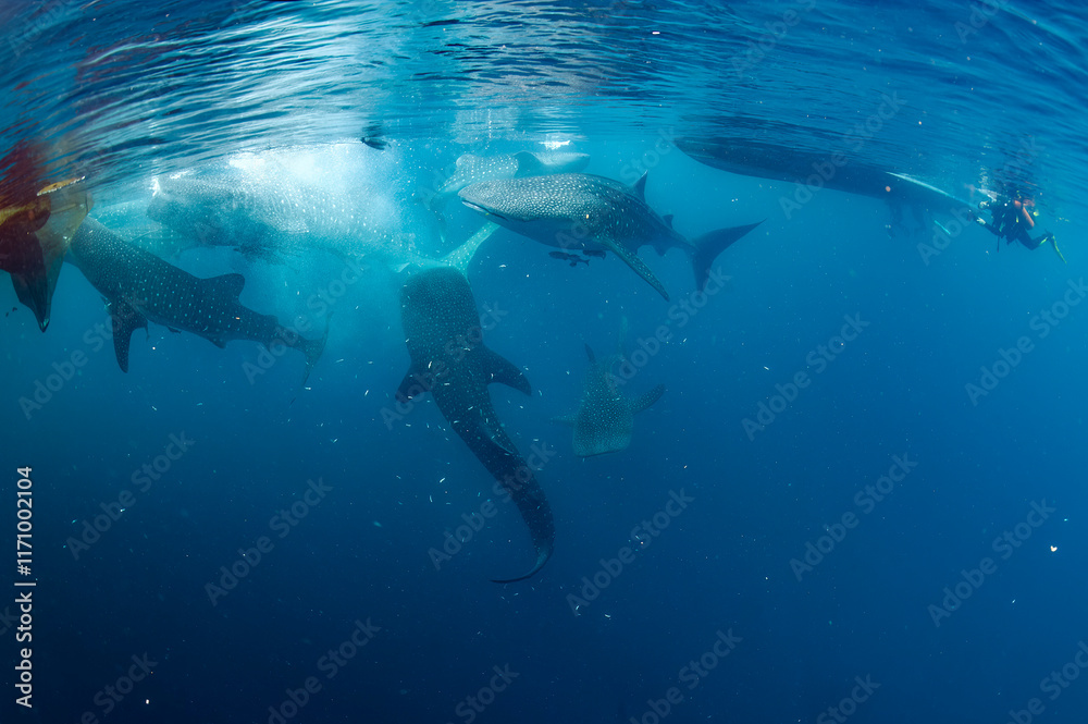 Fototapeta premium Many Whale sharks underwater in deep blue ocean