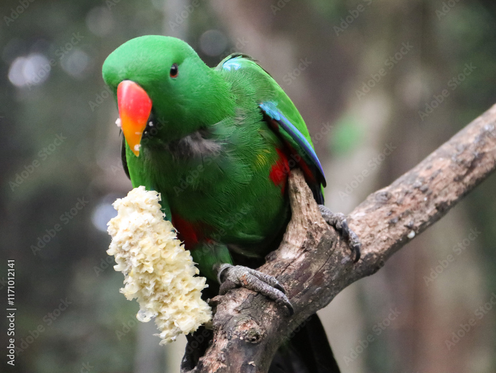 Green parrot or The Moluccan eclectus (Eclectus roratus) is a parrot native to the Maluku Islands (Moluccas).