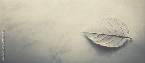 Skeletonized sheet on a light background.  A single skeletonized leaf with visible veins lies on a smooth surface. The background is made in soft pastel colors. copy space photo