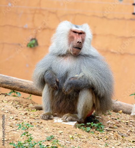 Closeup shot of a hamadryas baboon in a zoo photo