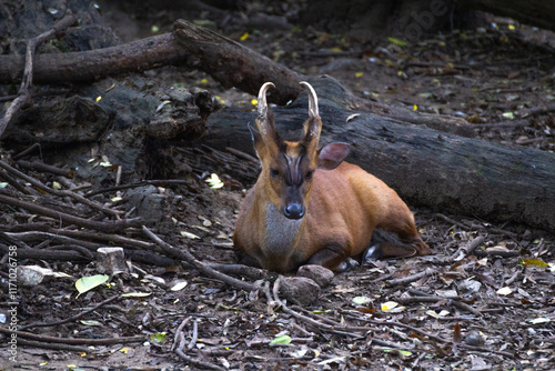 Closeup shot of a barking deer resting photo