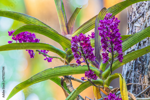 Rhynchostylis gigantea, Beautiful rare wild orchids in tropical forest of Thailand. photo