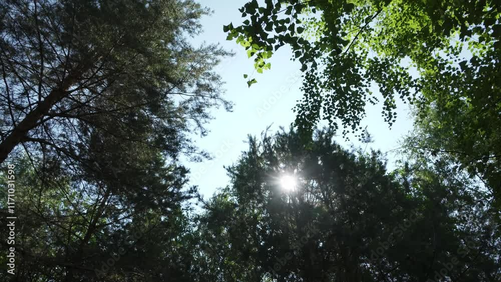 Sunlight Beaming Through Lush Green Trees In A Beautiful Natural Setting Of Nature. Clip Sunlight Beaming Through Lush Green Trees In A Beautiful Natural Setting Of Nature. Clip