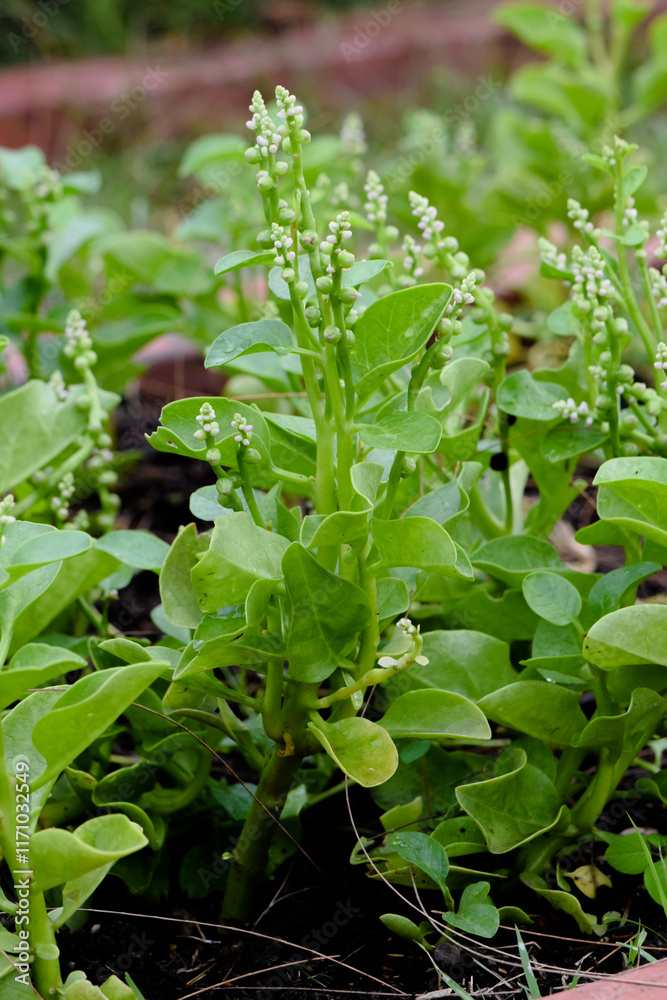 Fototapeta premium Basella Rubra in a vegetable garden, Malabar Spinach, Ceylon Spinach, Indian Spinach, Malabar Nightshade, Vine Spinach (Basellaceae)