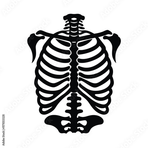 x ray of a human skeleton