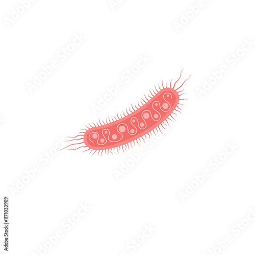 Escherichia Coli Illustration