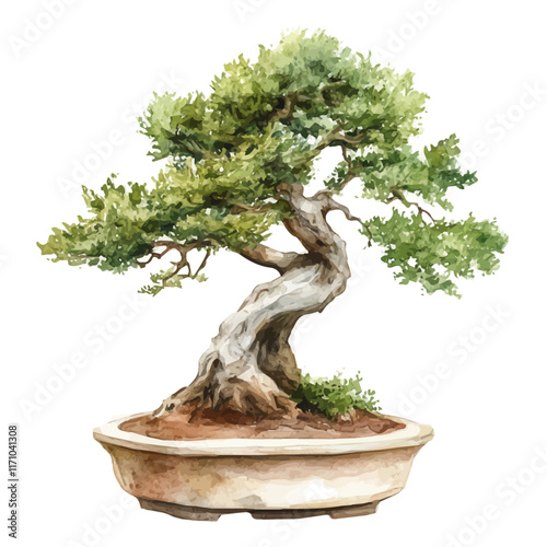 A watercolor vector painting of a False Cypress Bonsai, isolated on a white background. False Cypress Bonsai vector.

