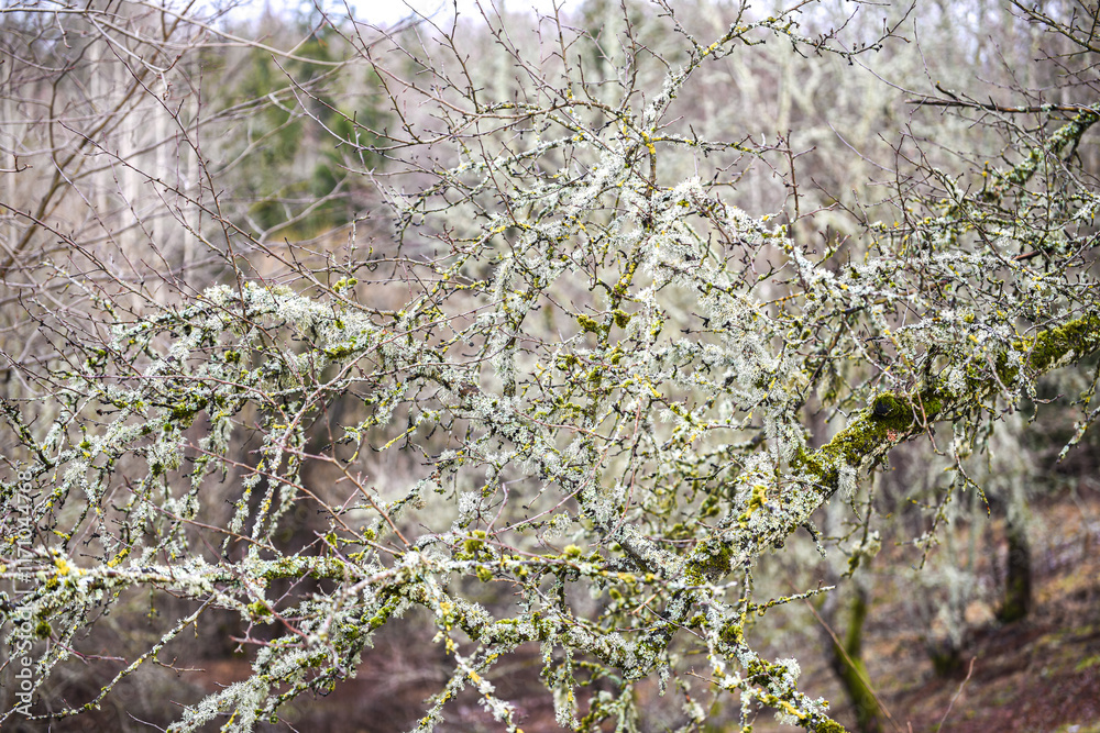 moss on the tree moss on the tree