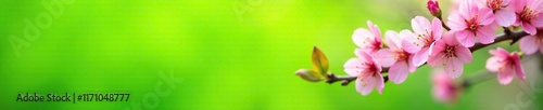 Cherry blossoms against a bright green background, nature landscape, spring flowers
