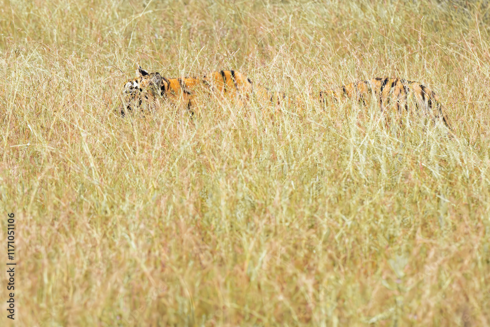Φωτογραφία Royal Bengal Tiger on prowl in its natural habitat at Tadoba National Park