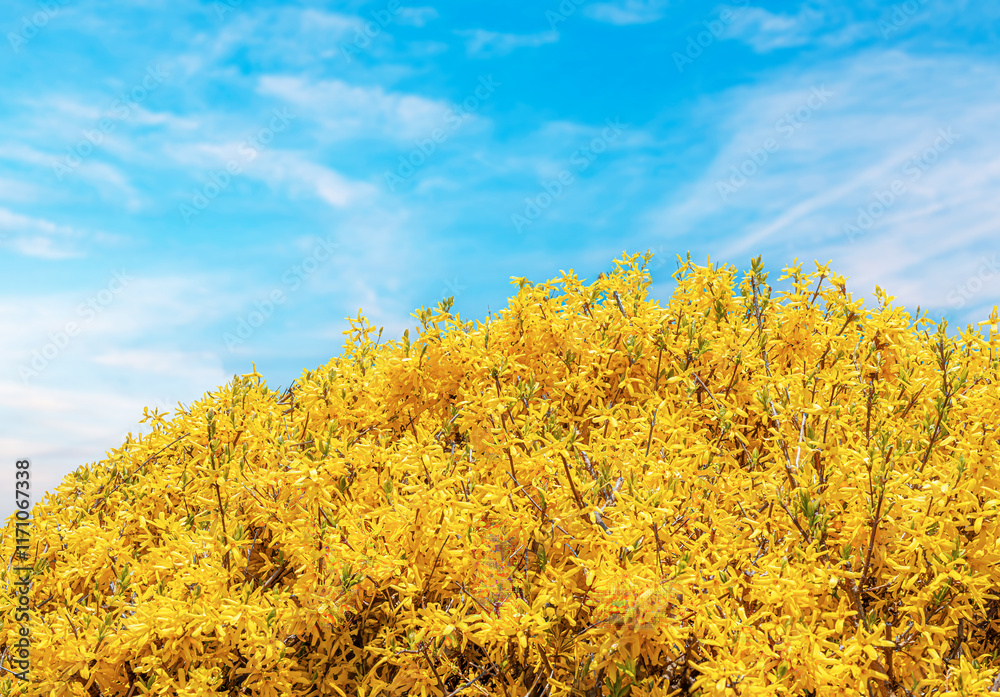 Blooming yellow tree branches against clear blue sky.