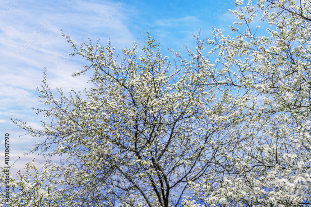 Blooming tree branches against clear blue sky.