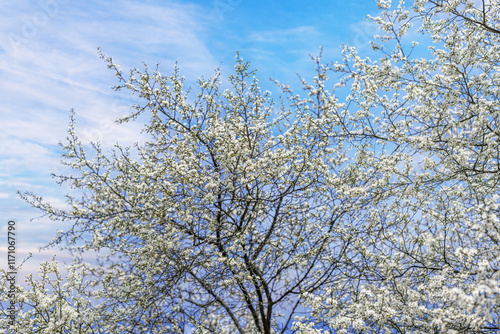 Obraz na płótnie Blooming tree branches against clear blue sky. w salonie