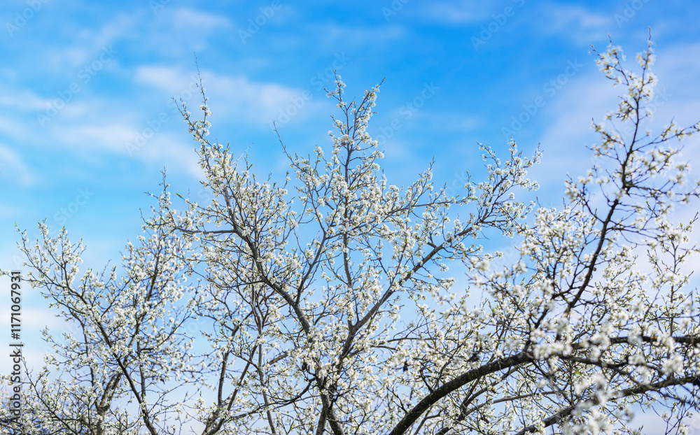 Blooming tree branches against clear blue sky.