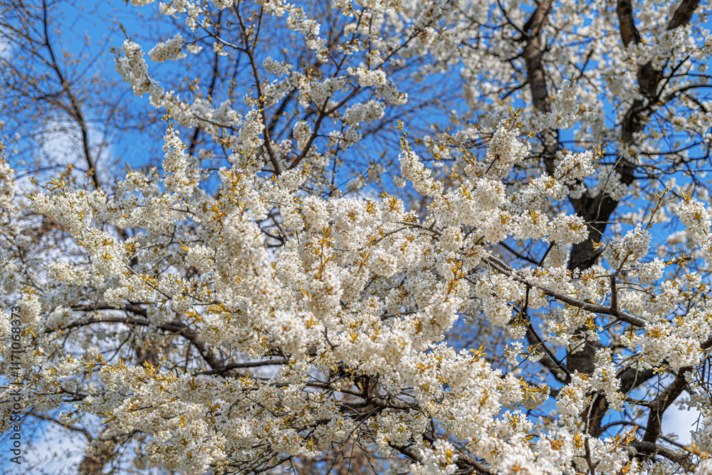 Blooming tree branches against clear blue sky.