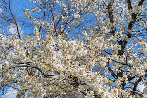 Obraz na płótnie Blooming tree branches against clear blue sky. w salonie