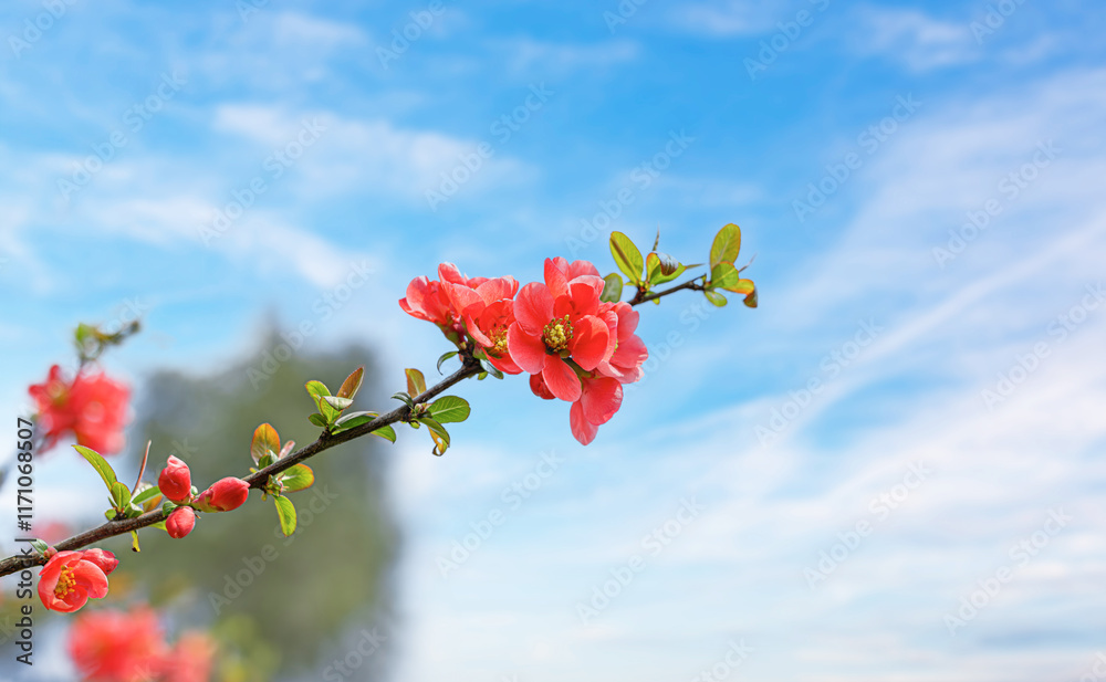 Blooming tree branches against clear blue sky.