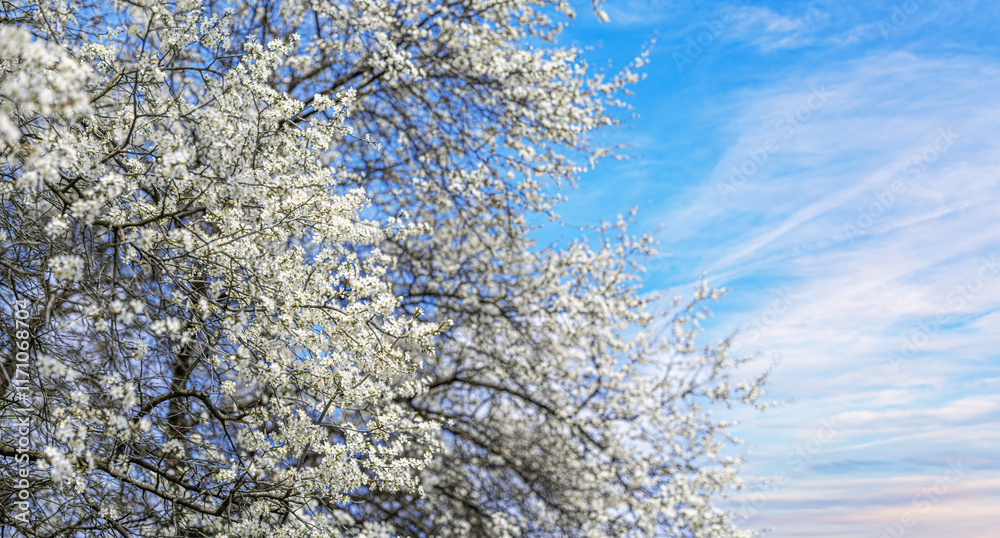 Blooming tree branches against clear blue sky.
