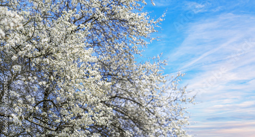 Obraz na płótnie Blooming tree branches against clear blue sky. w salonie