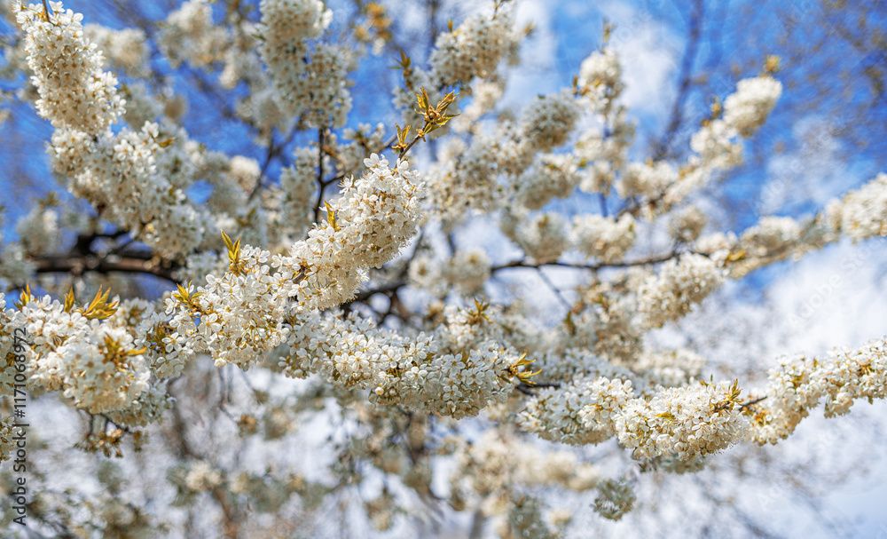 Blooming tree branches against clear blue sky.