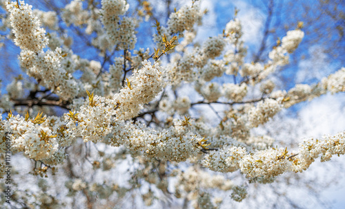 Obraz na płótnie Blooming tree branches against clear blue sky. w salonie